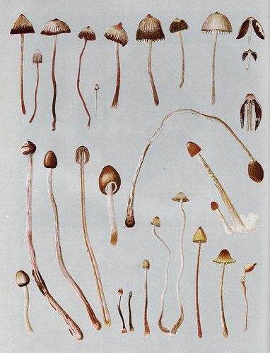 varieties of psilocybin mushroom